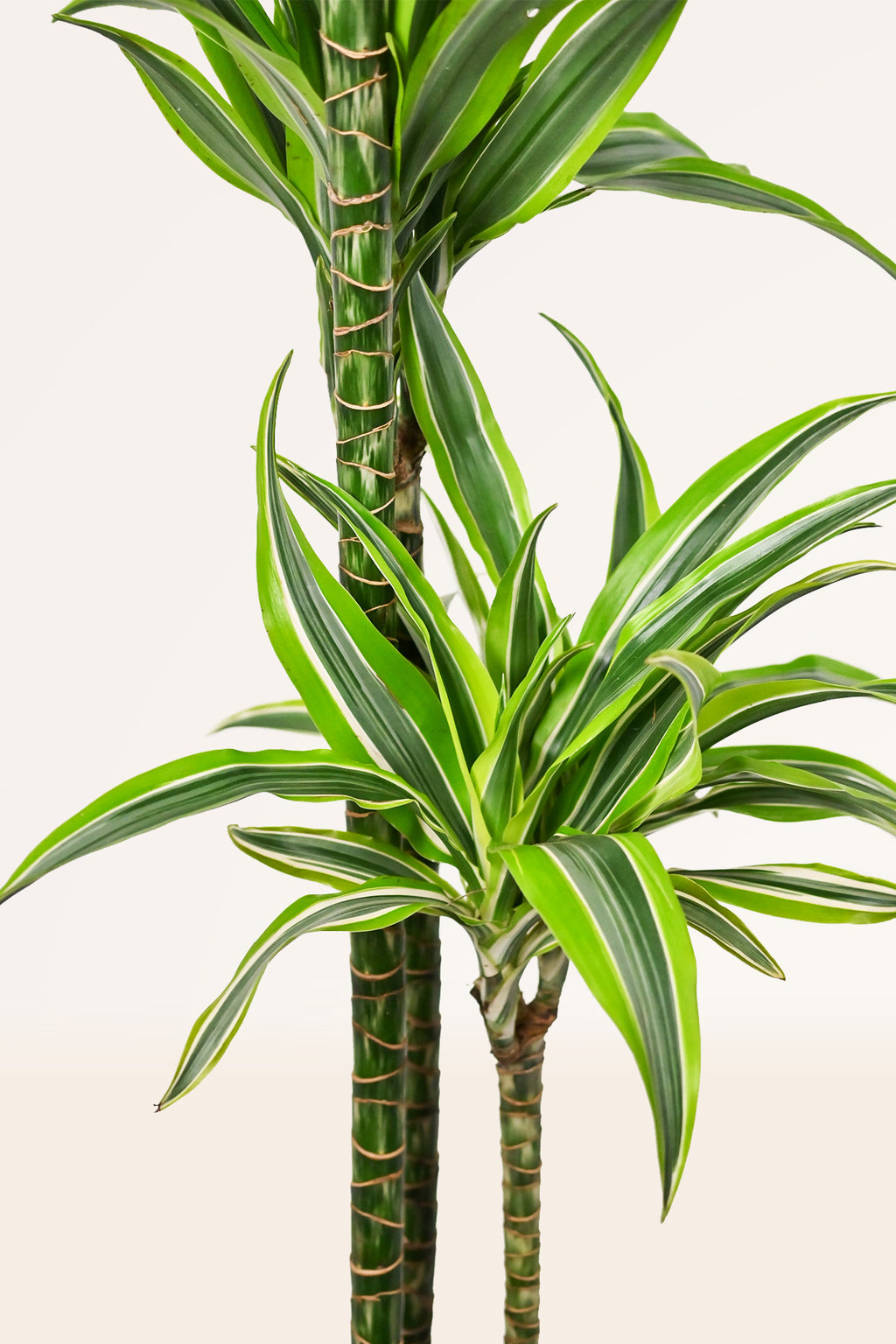 dracaena lemon lime cuidados Comprar Dracaena Lemon Lime online | April Plants