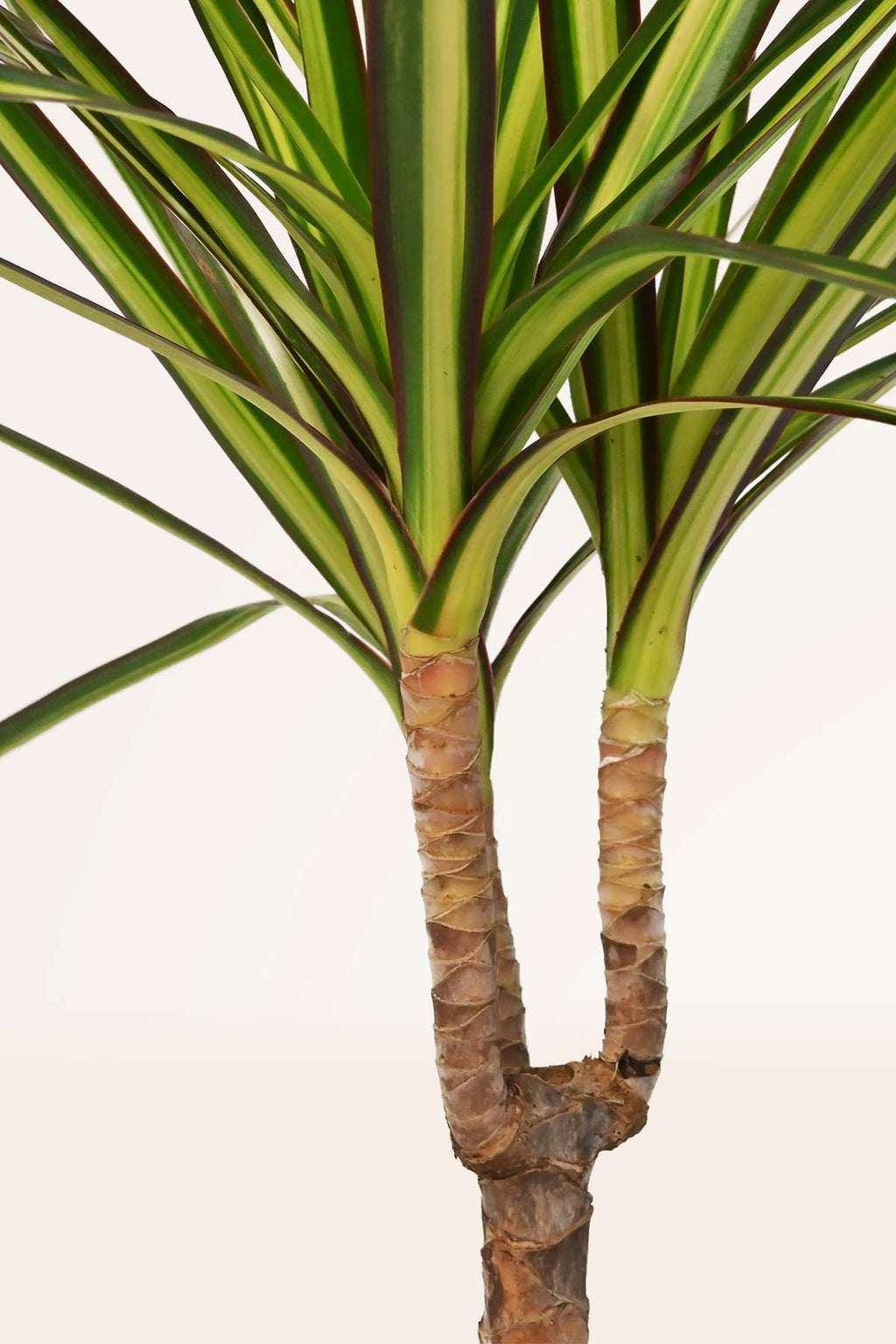 dracaena planta interior Comprar Dracaena Marginata Dragon online | April Plants