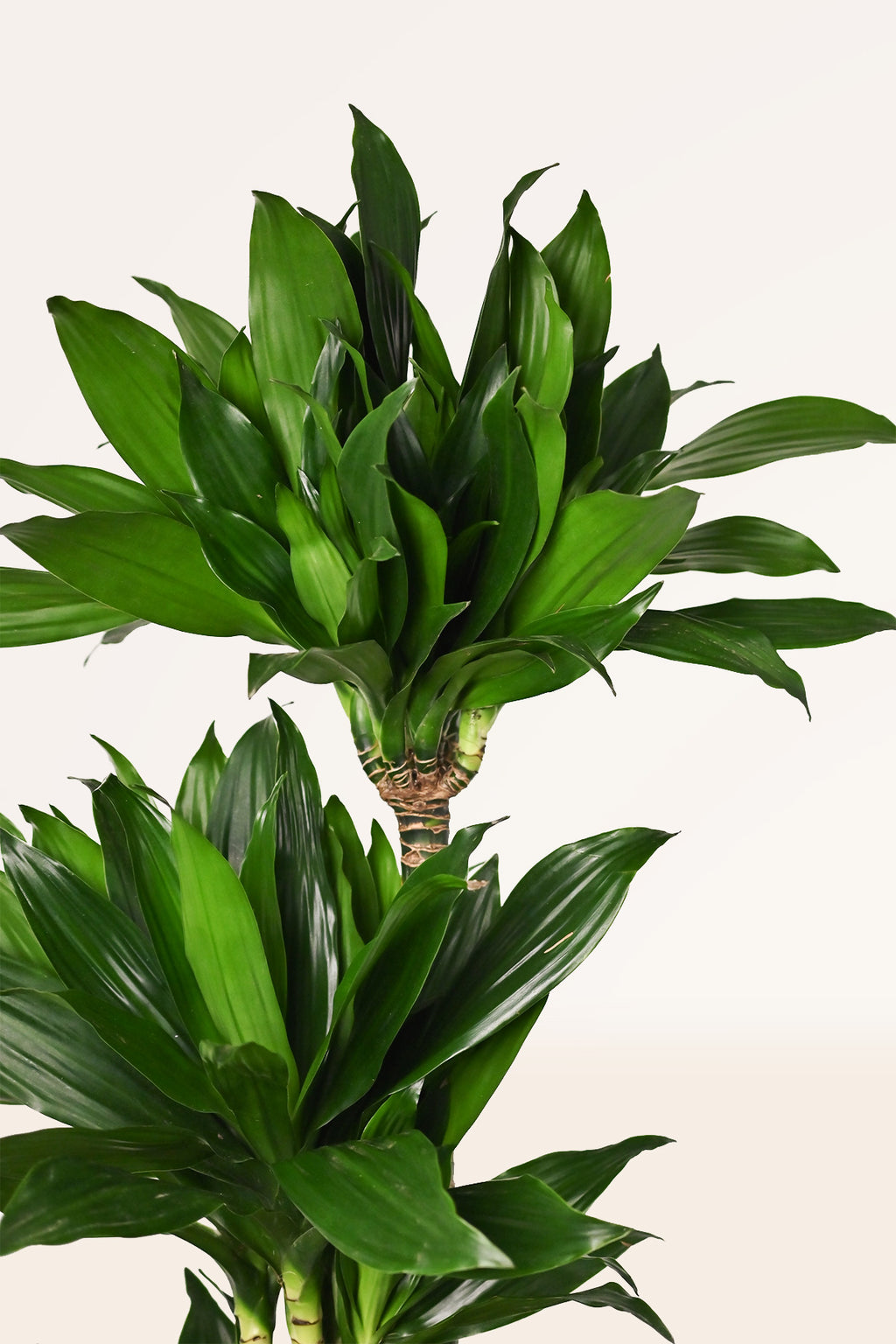 dracaena janet cuidados Comprar Dracaena Janet Craig online | April Plants