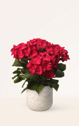 Hortensia Roja
