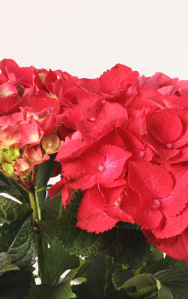 Hortensia Roja