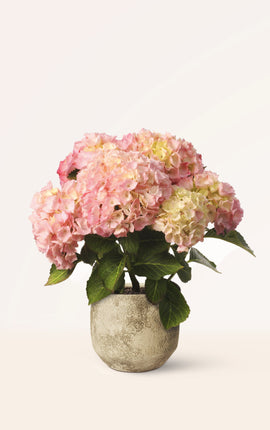 Hortensia Rosa