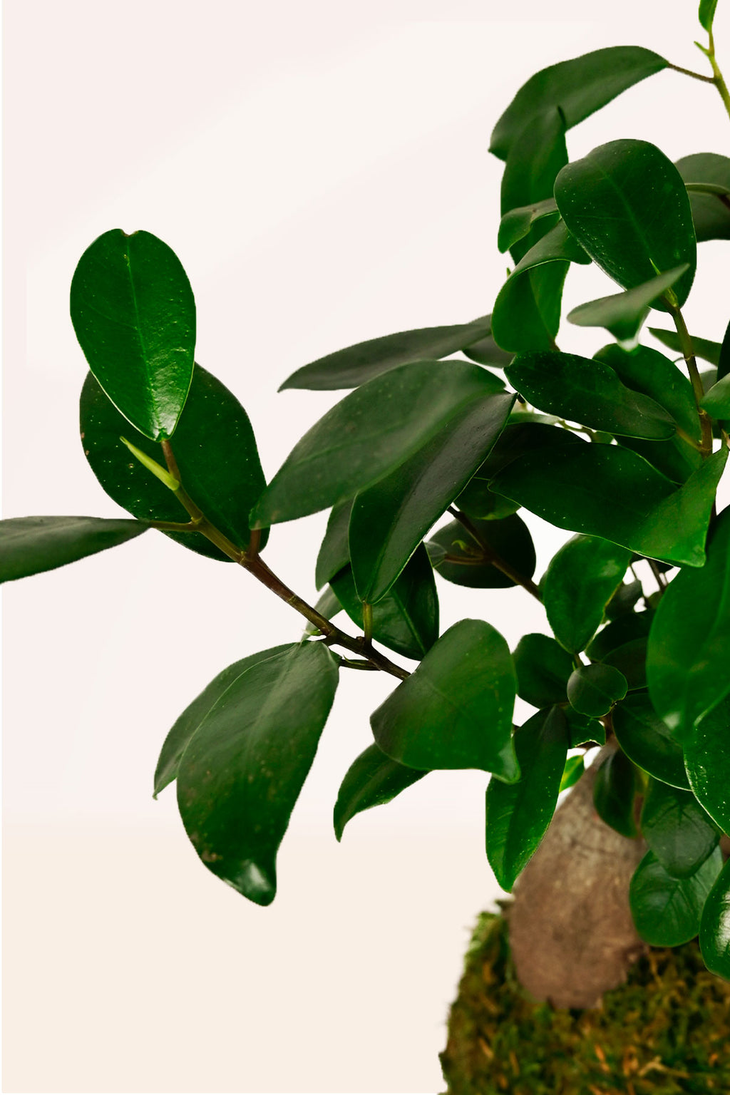 Hoe verzorg je een Ficus Ginseng Bonsai Boom Hoe verzorg je een Ficus Ginseng Bonsai Boom