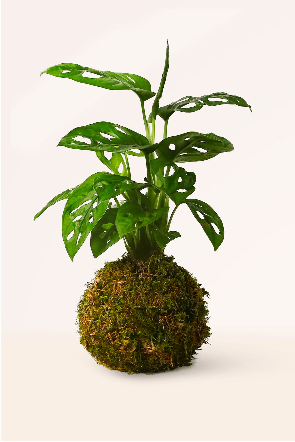 monstera adansonii kokedama Comprar Kokedama Monstera Adansonii online | April Plants