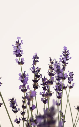 Lavanda Angustifolia