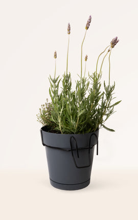 Mediterranean Essence Colgador