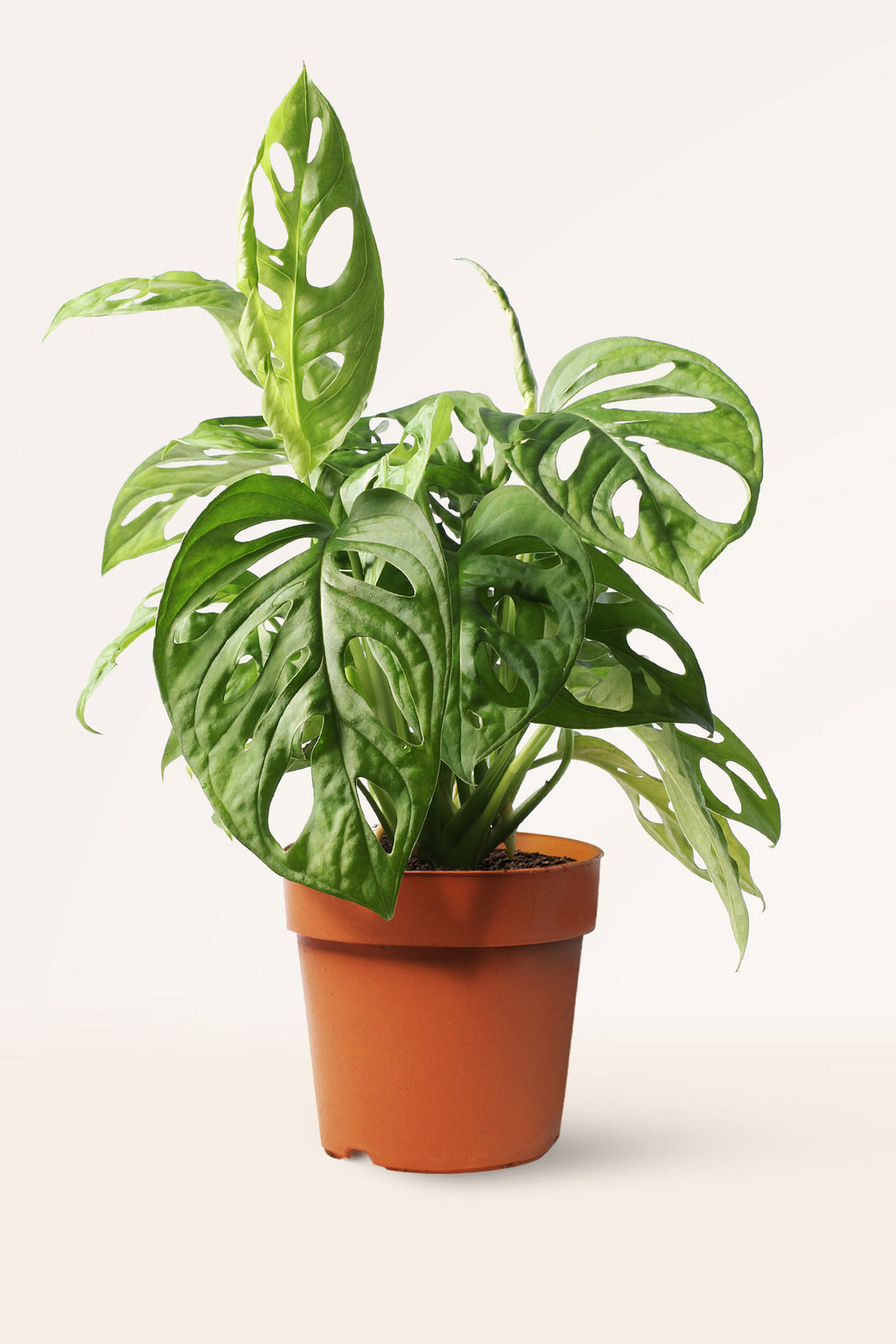 tipos de monstera adansonii Comprar Monstera Adansonii online | April Plants
