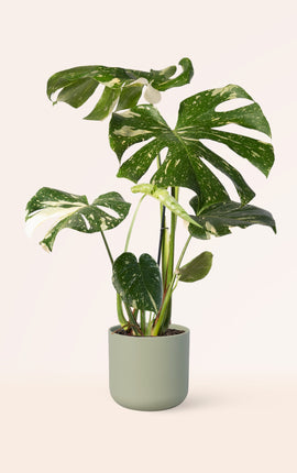 Monstera Variegata