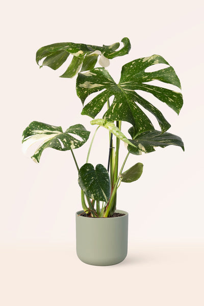 monstera variegata planta Comprar Monstera Deliciosa Variegata online | April Plants