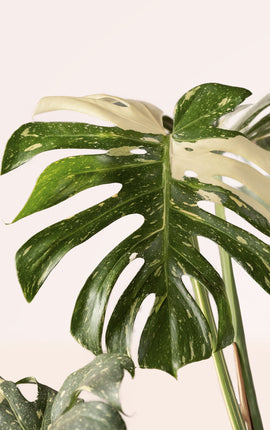 Monstera Variegata