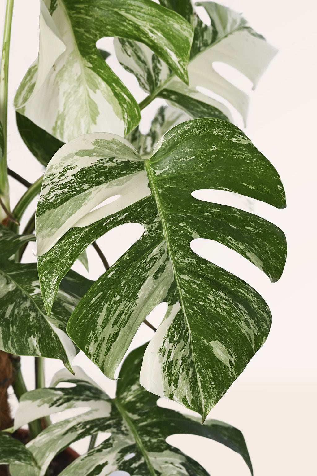 monstera deliciosa hojas dobladas Comprar Monstera Deliciosa Variegata online | April Plants