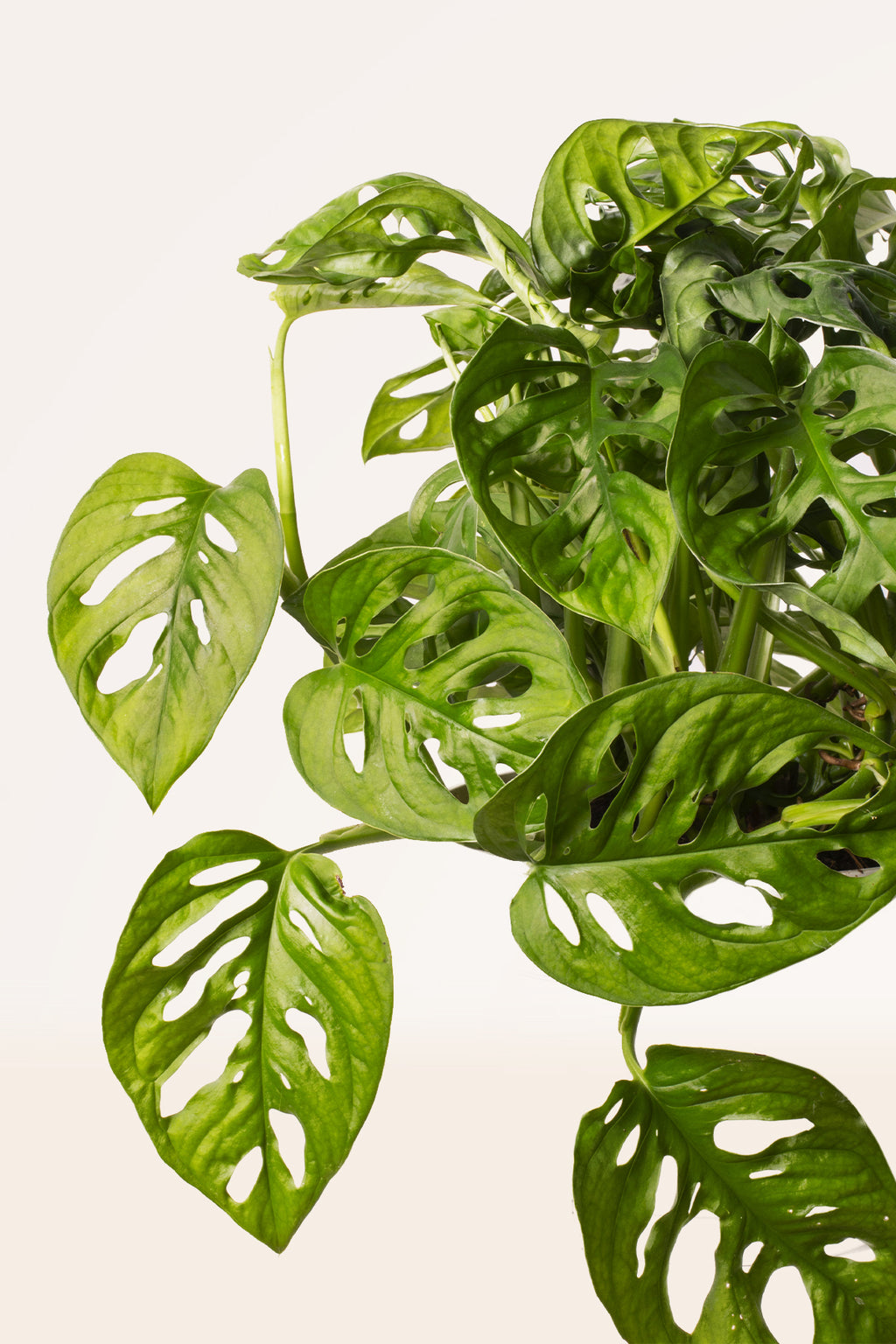 monstera adansonii colgante Comprar Monstera Adansonii Colgante online | April Plants