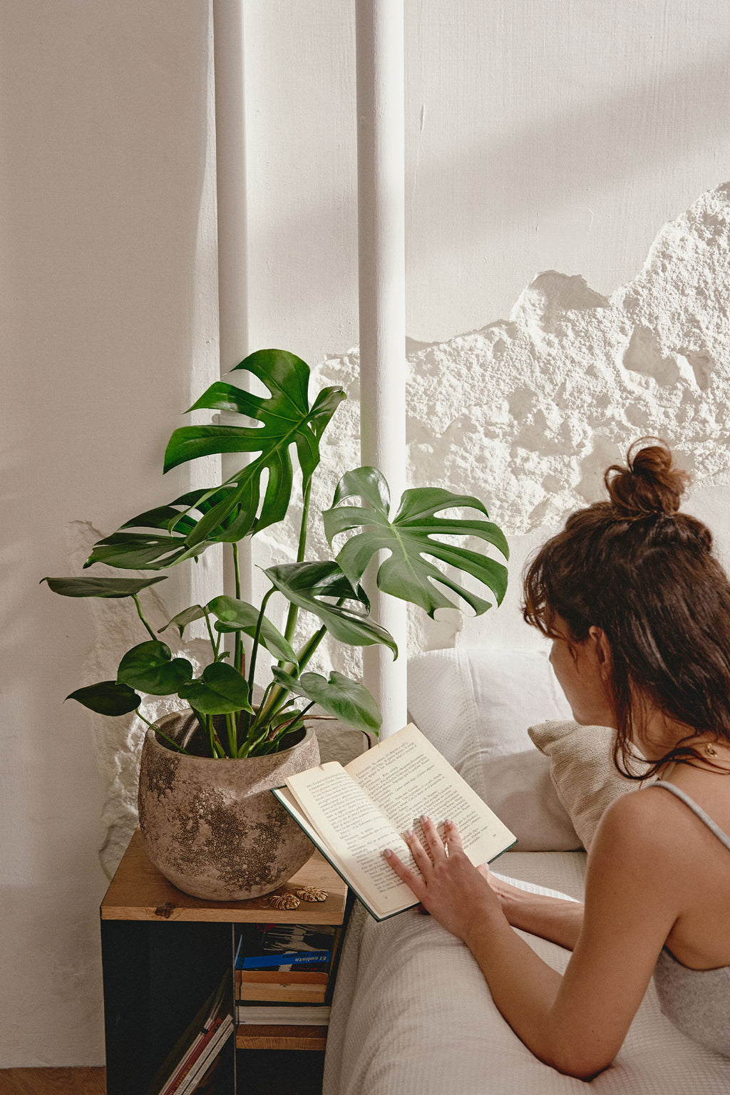 monstera planta Comprar Monstera Deliciosa o Costilla de Adán online | April Plants