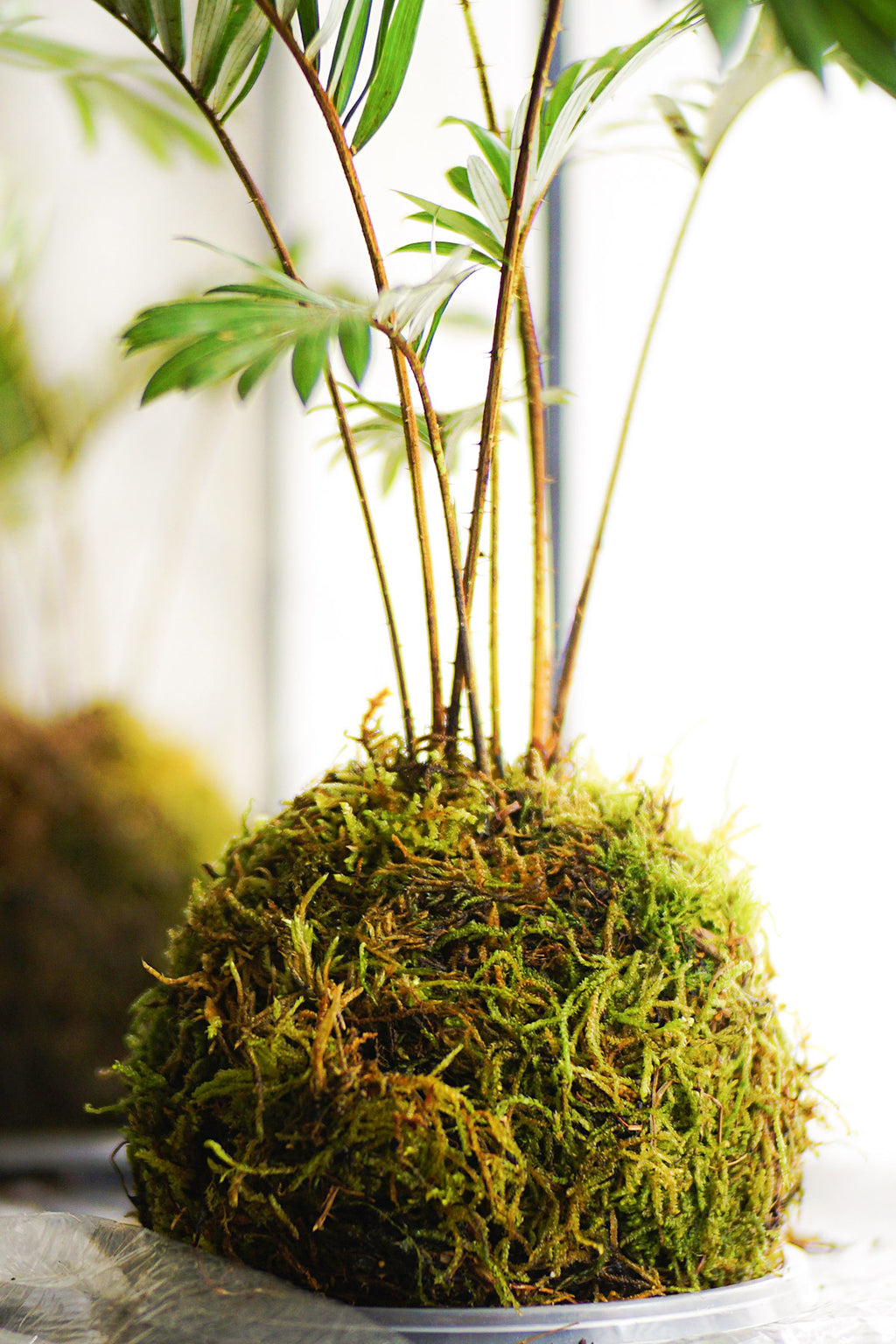 Comprar Musgo Sphagnum para plantas 5L online, April Plants