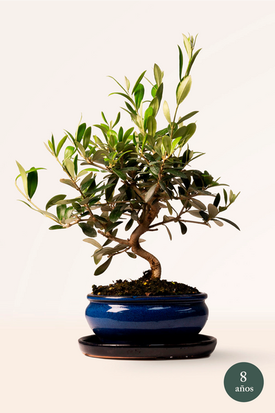 olivo bonsai grande Comprar Bonsái Olivo online con envío a domicilio | April Plants