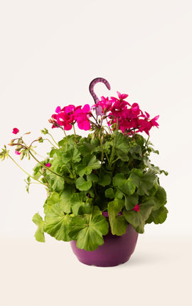 Geranio Rosado Colgante