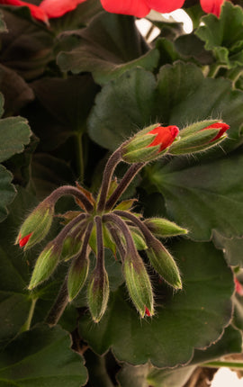 Geranio Rojo Colgante