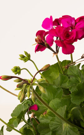 Geranio Rosado Colgante