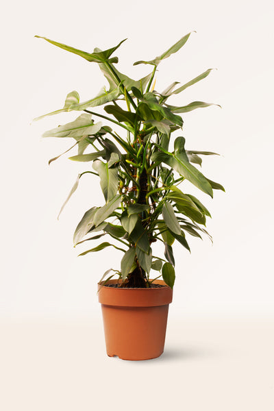 philodendron hastatum nombre comun Comprar Philodendron Hastatum Grey online | April Plants