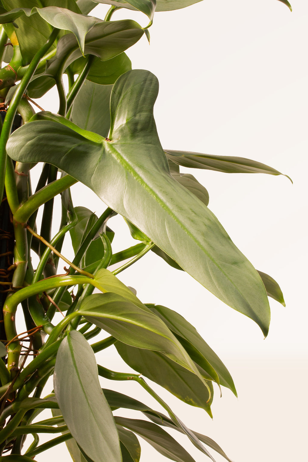 philodendron grey Comprar Philodendron Hastatum Grey online | April Plants