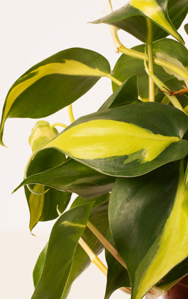 Philodendron Scandens Brasil
