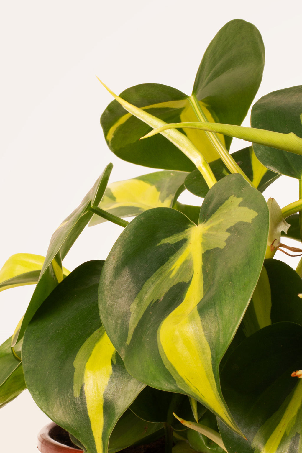 philodendron colgante Comprar Philodendron Scandens Brasil online | April Plants