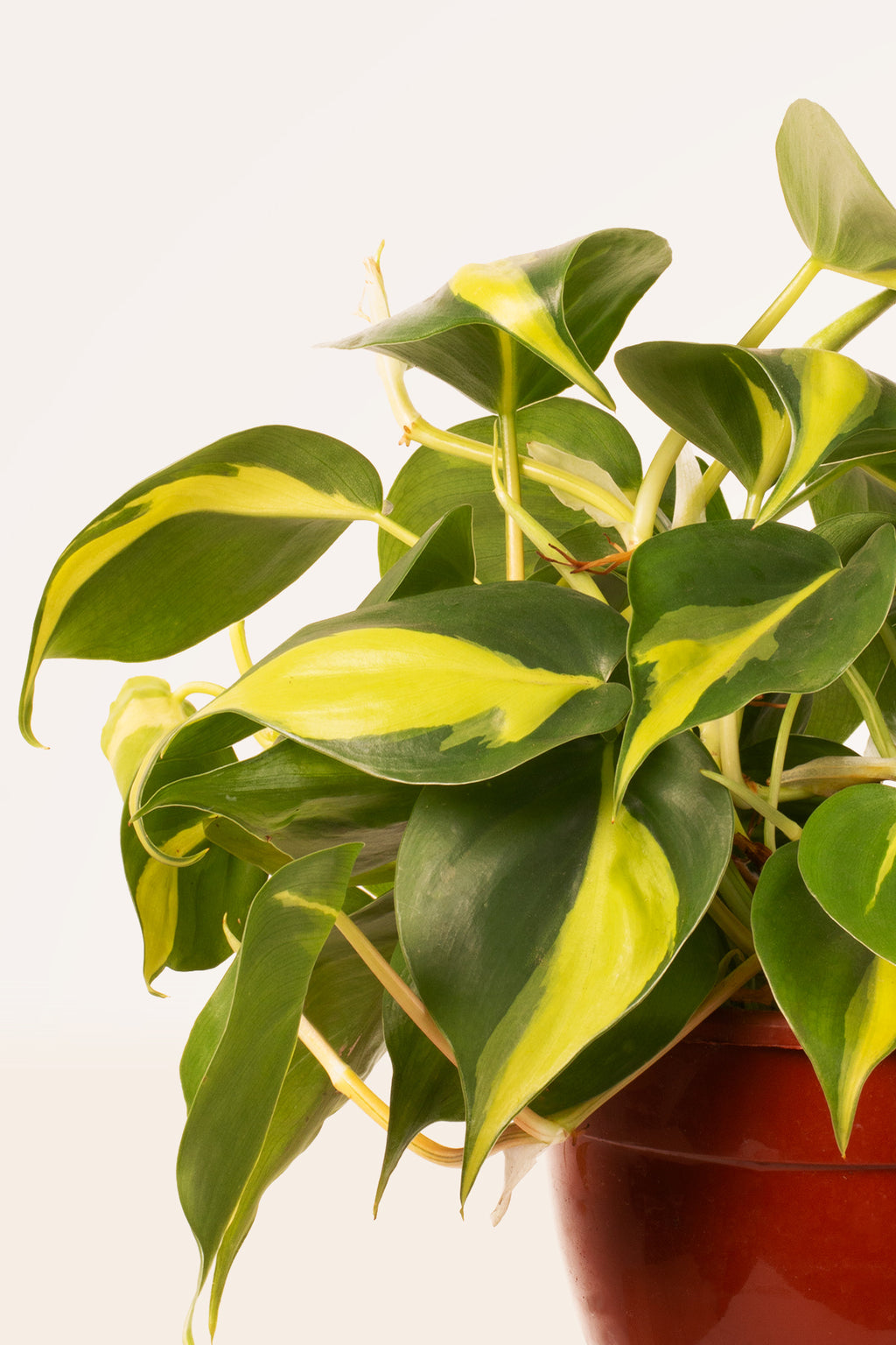philodendron scandens cuidados Comprar Philodendron Scandens Brasil online | April Plants