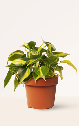 Philodendron Scandens Brasil