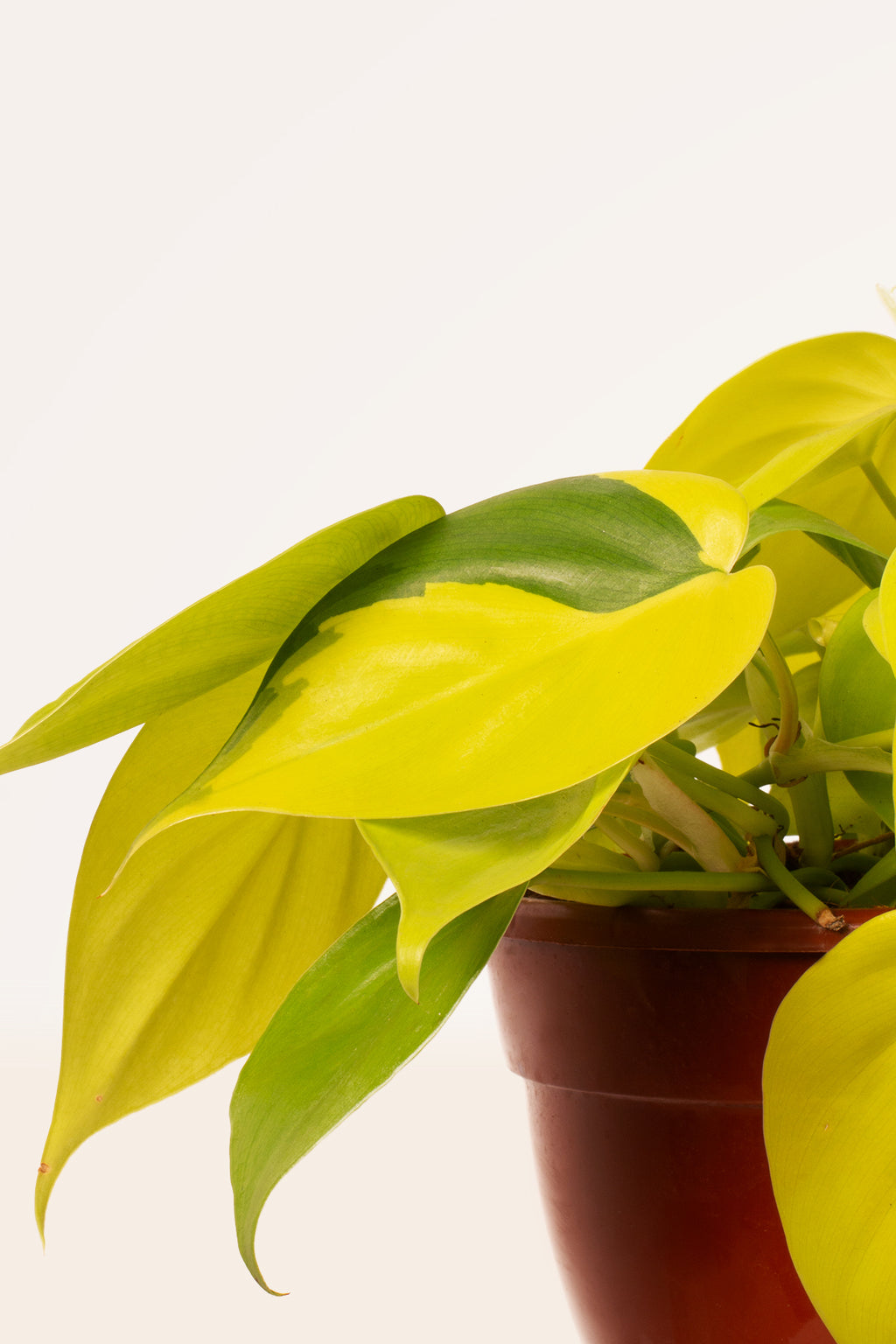 philodendron scandens cuidados Comprar Philodendron Scandens Lemon online | April Plants