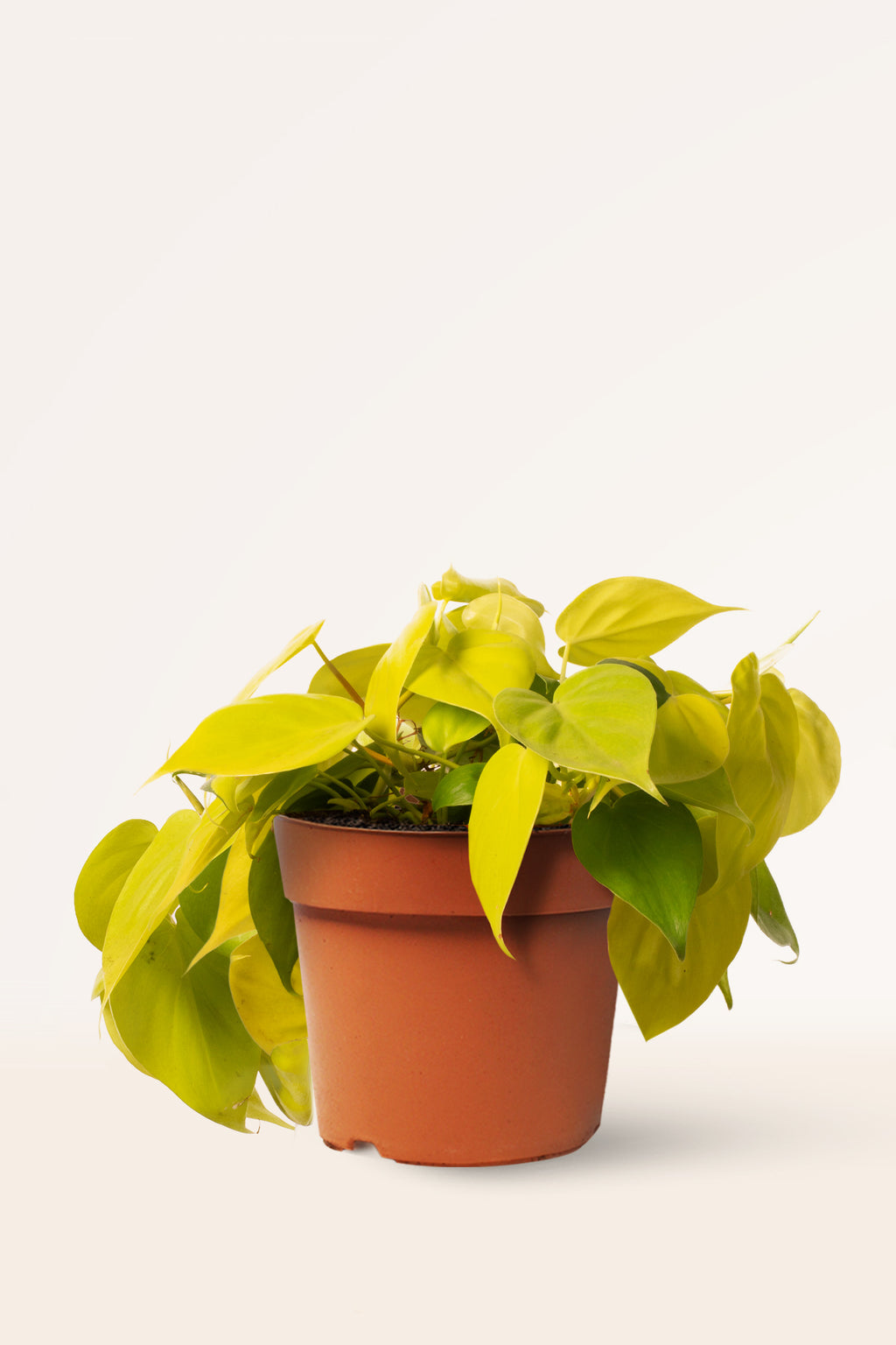 philodendron colgante Comprar Philodendron Scandens Lemon online | April Plants