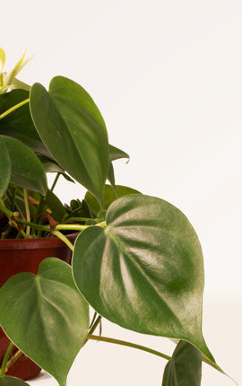 Philodendron Scandens