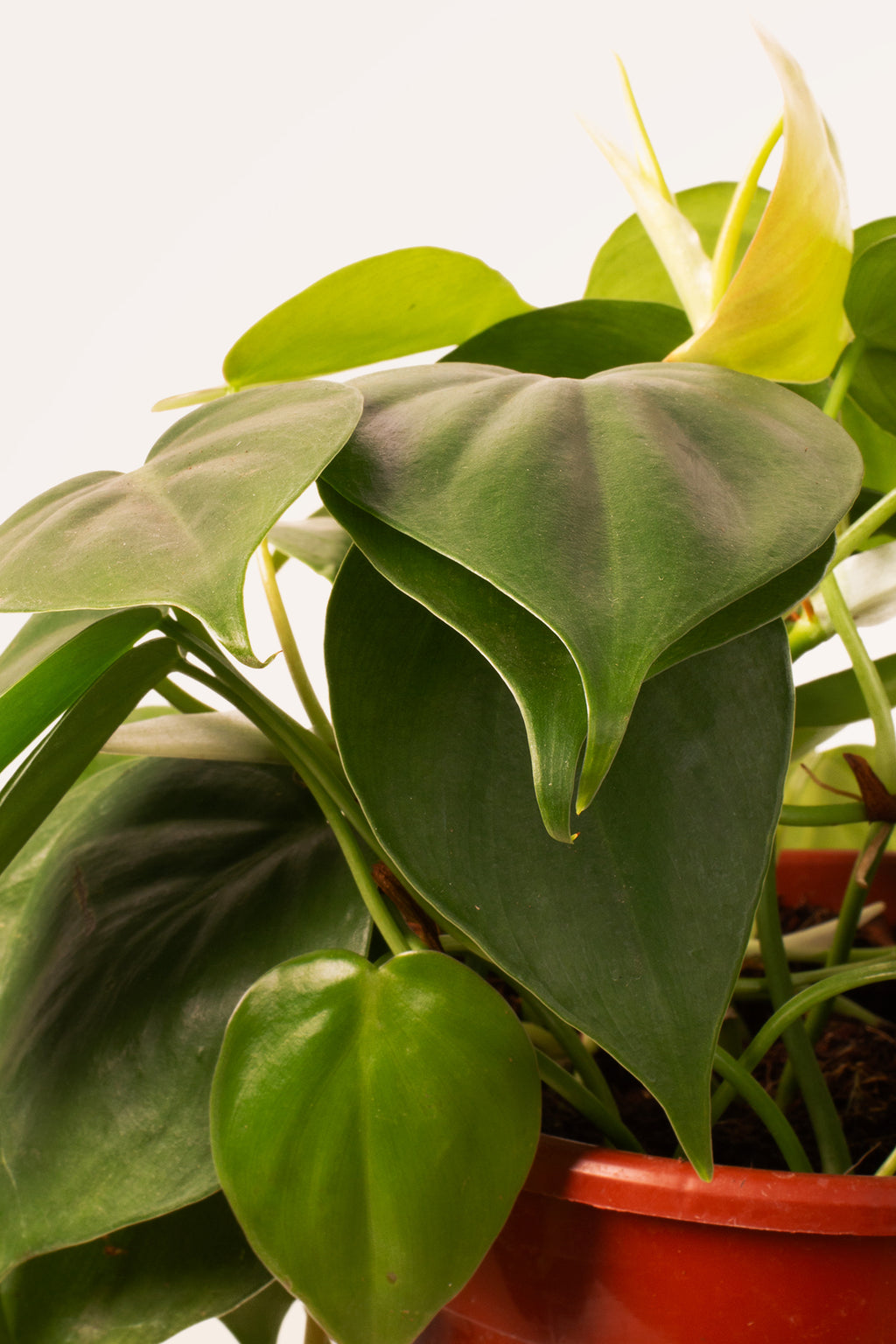 corteza de philodendron Comprar Philodendron Scandens online | April Plants