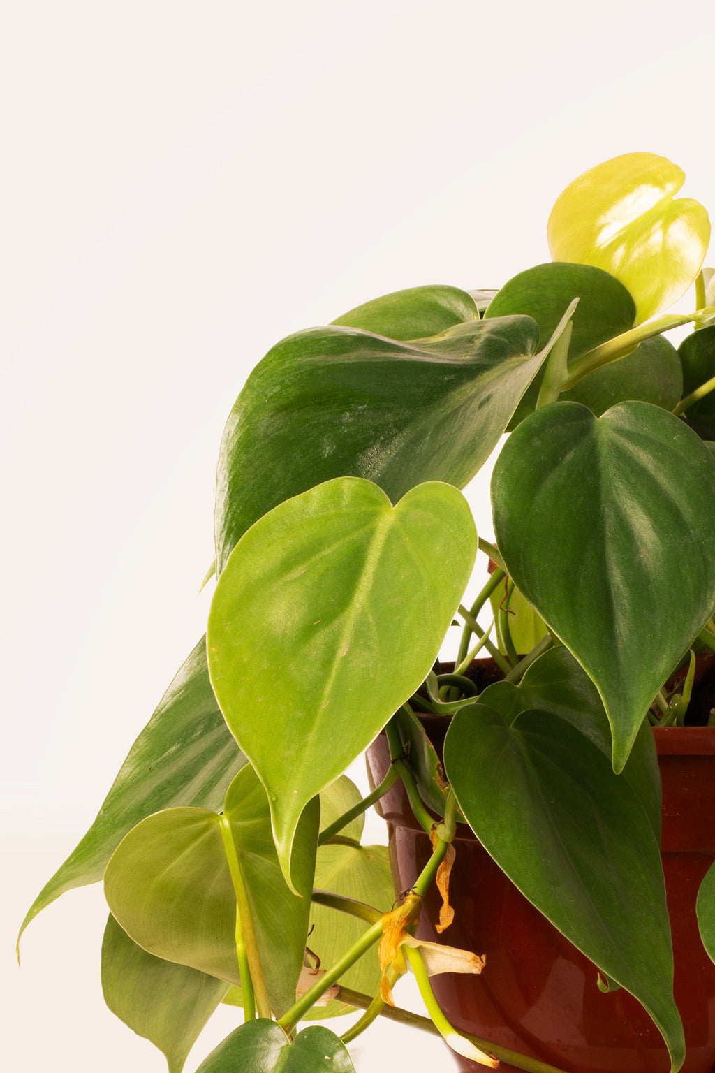philodendron hederaceum como cuidar Comprar Philodendron Scandens online | April Plants