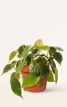 Philodendron Scandens