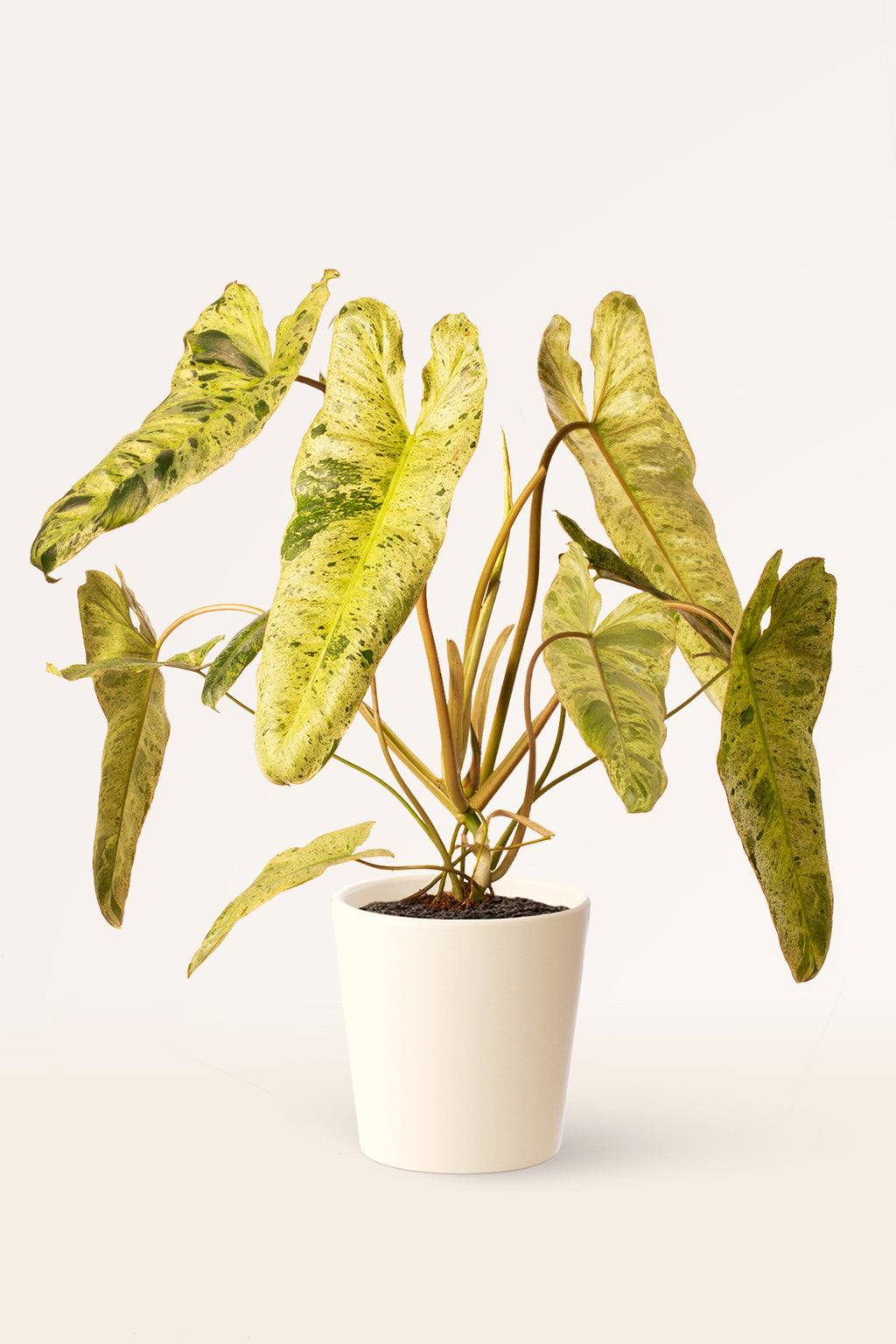 comprar philodendron Comprar Philodendron Paraíso Verde | April Plants