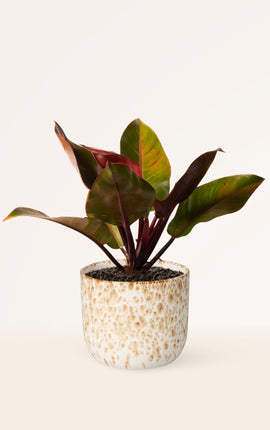 Philodendron Prince of Orange