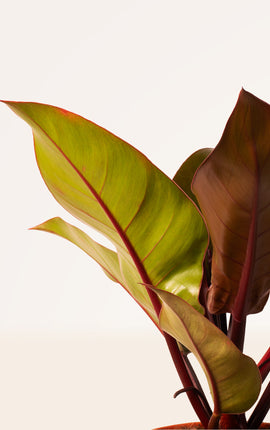 Philodendron Prince of Orange