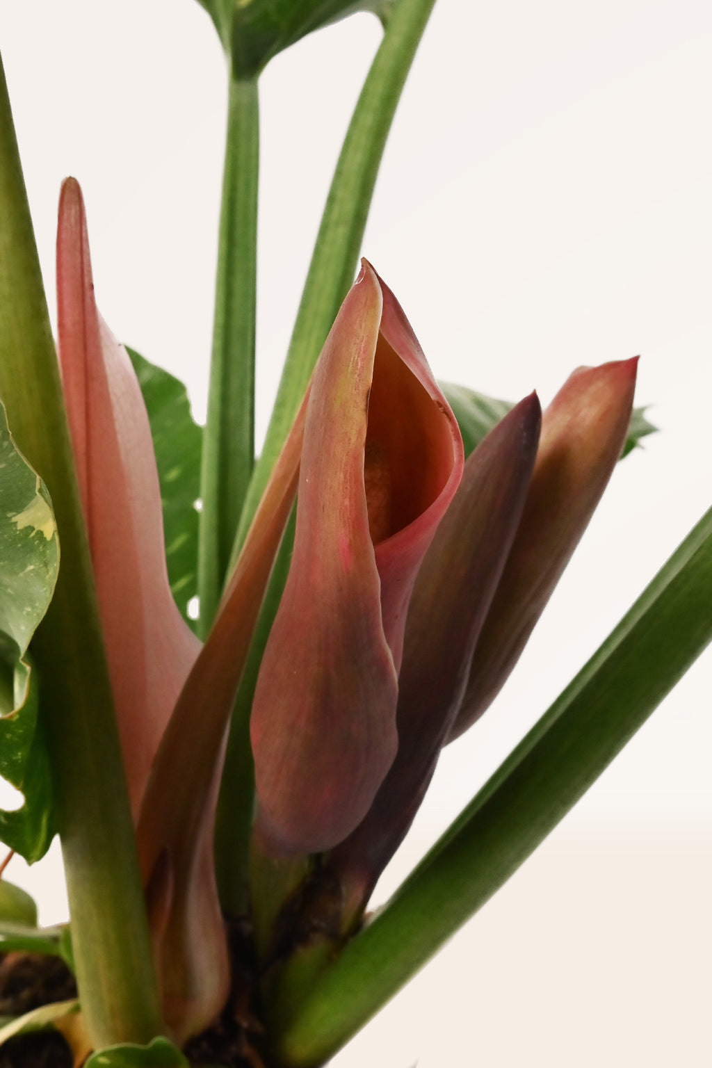 flor de philodendron Comprar Philodendron Ring of Fire online | April Plants
