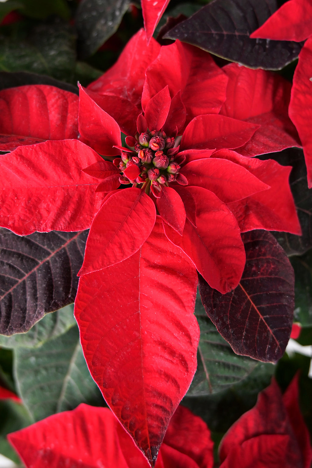 Imágenes De Flor Poinsettia - Descarga Gratuita En