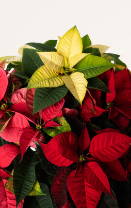 Flor de Pascua o Poinsettia Tricolor