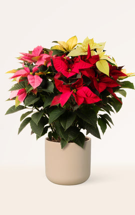 Flor de Pascua o Poinsettia Tricolor