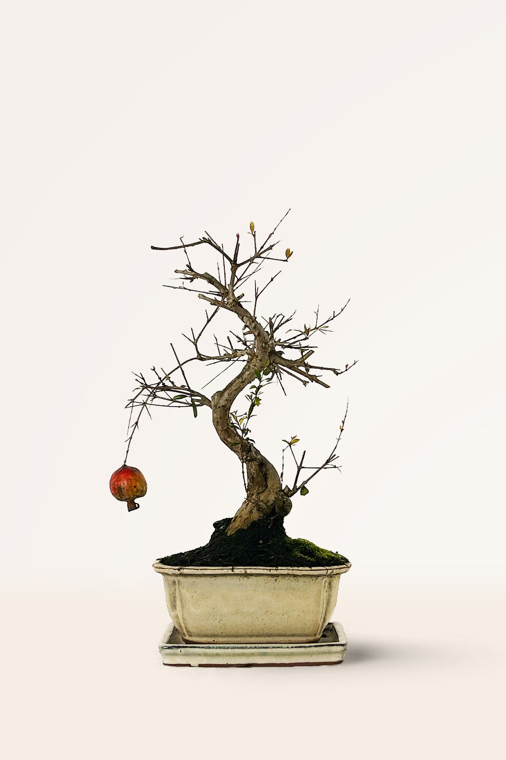 Bonsái Punica granatum o Granado online | April Plants