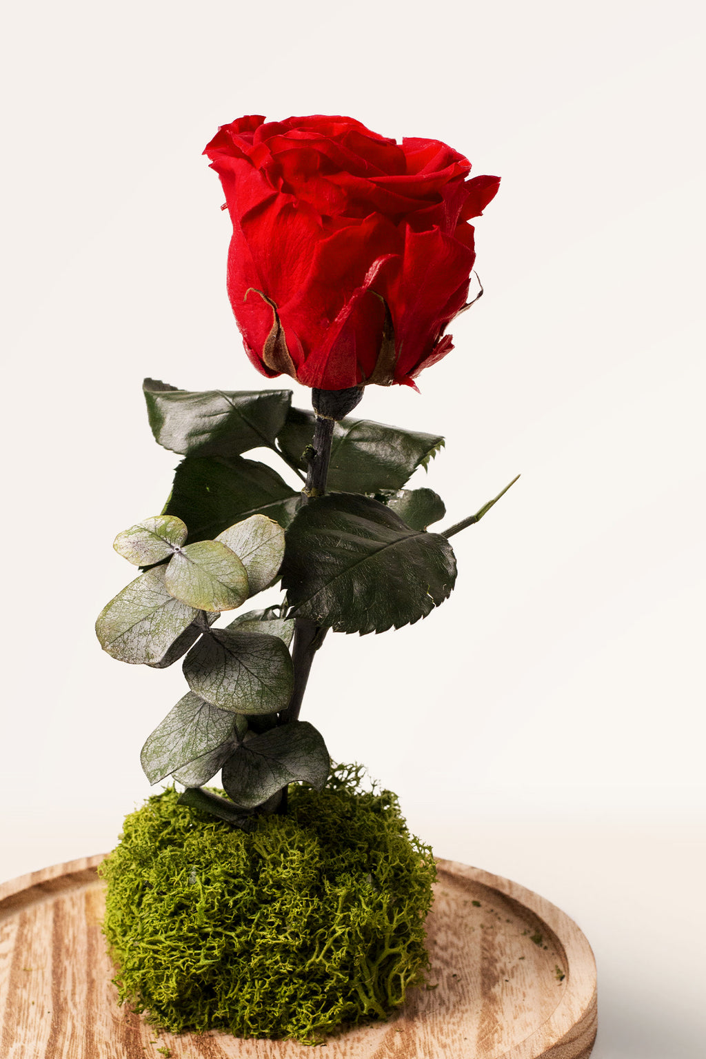 Cúpula grande 3 rosas eternas preservadas – Floreate