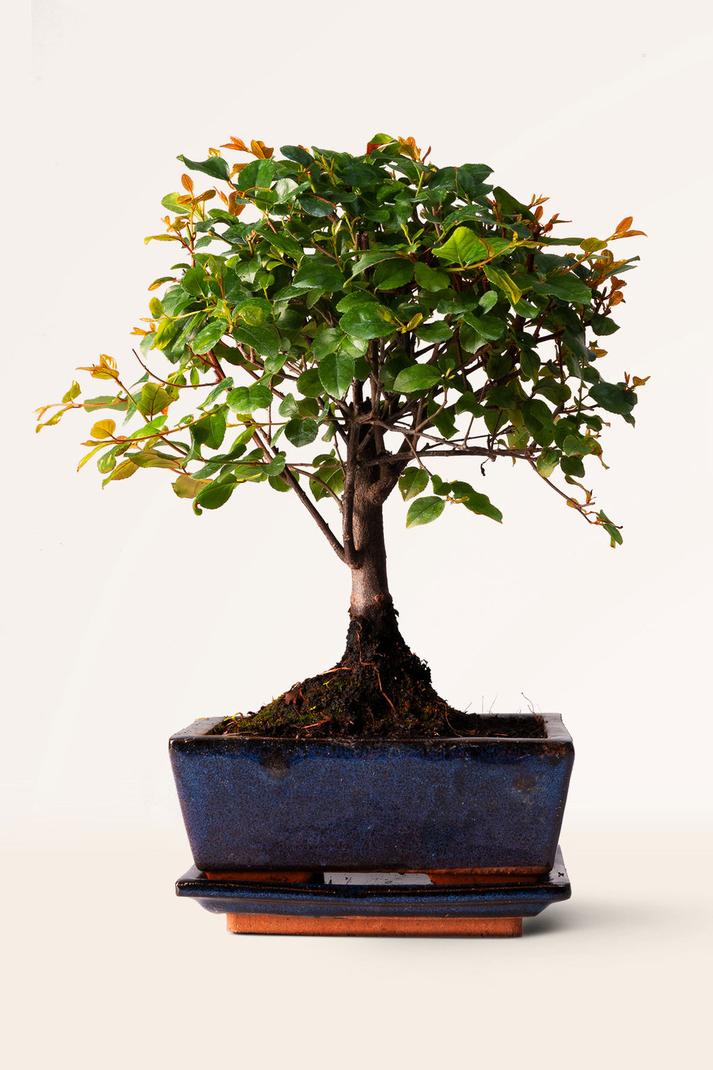 sageretia theezans bonsai tree Bonsái Sageretia o Ciruelo Dulce chino online | April Plants