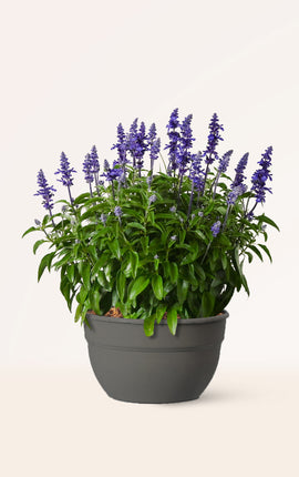 Salvia Farinacea