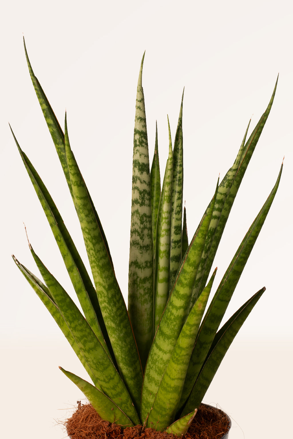 sansevieria es toxica Comprar Sansevieria Pineapple online | April Plants