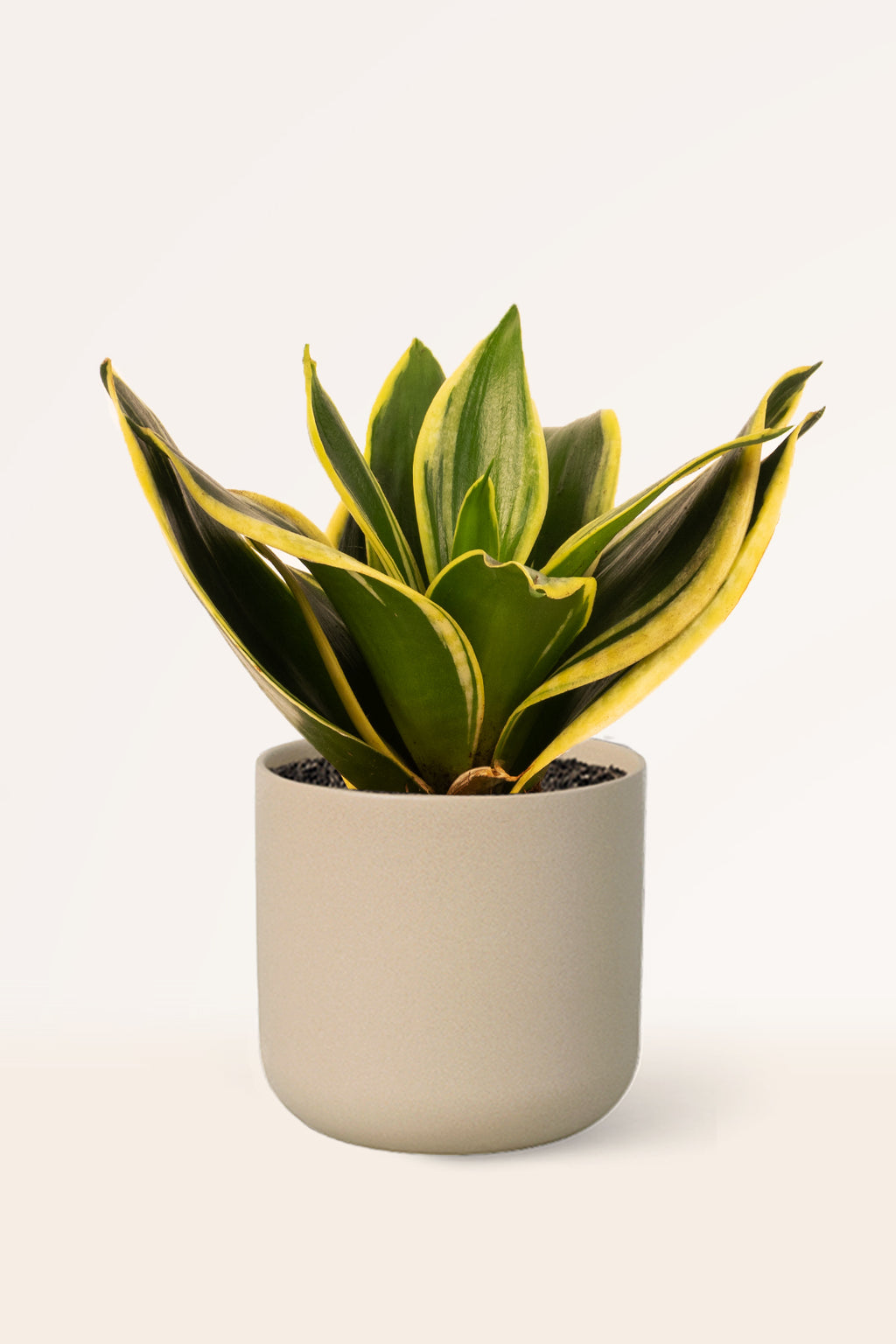 sansevieria trifasciata hahnii cuidados Comprar Trifasciata Golden Hahnii online | April Plants