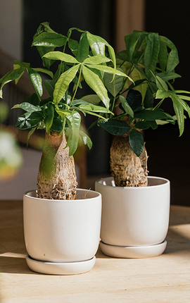 Sion Blanca con Plato