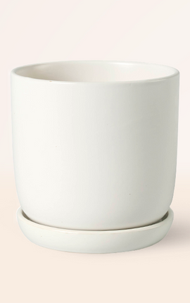 Sion Blanca con Plato