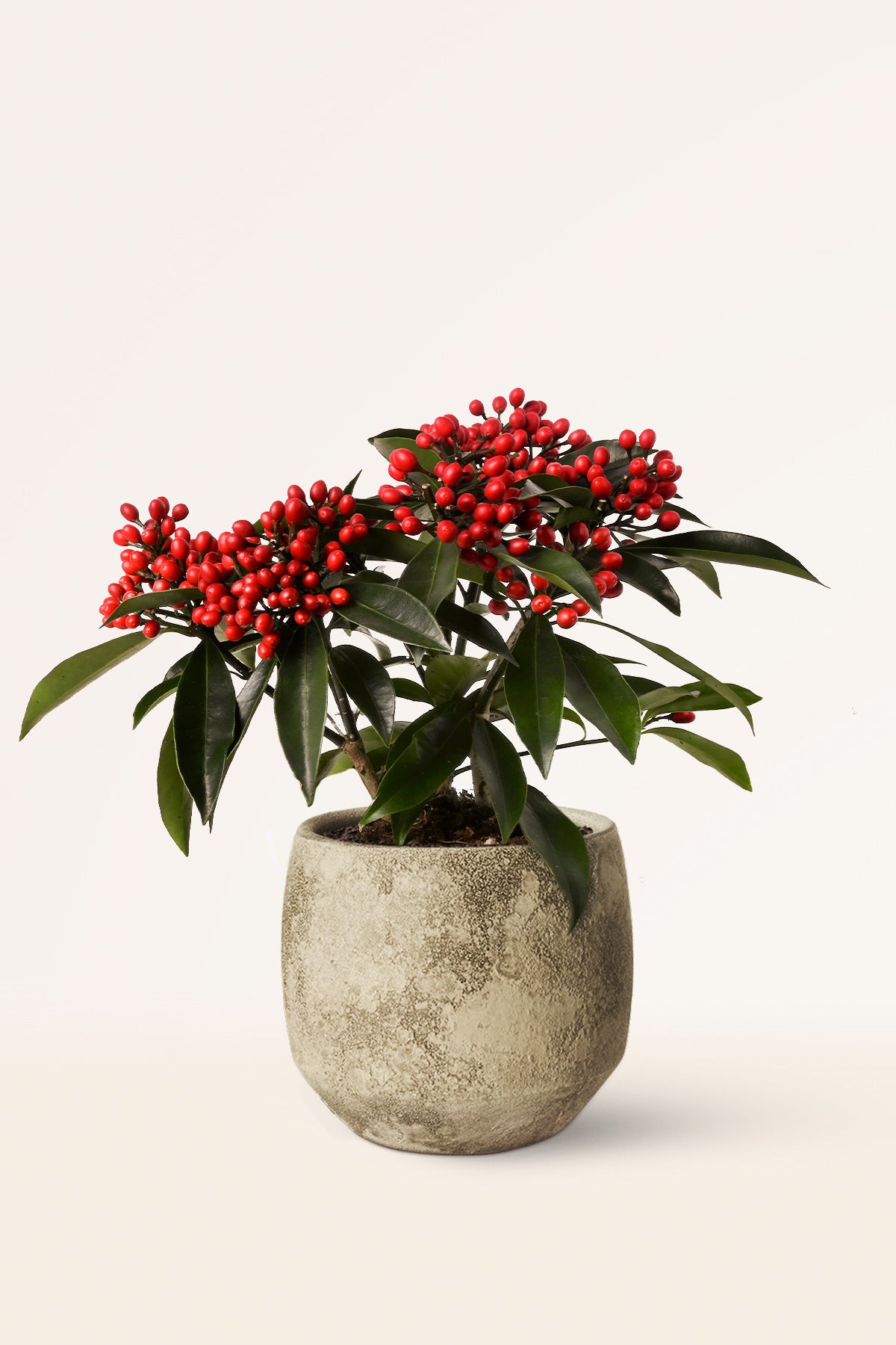 Comprar Skimmia Japónica Alaska online April Plants APRILPLANTS